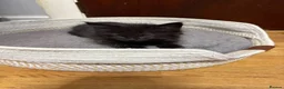Mixed Breed cats for sale: Beautiful Persian Cross kittens for sale - Advert 2