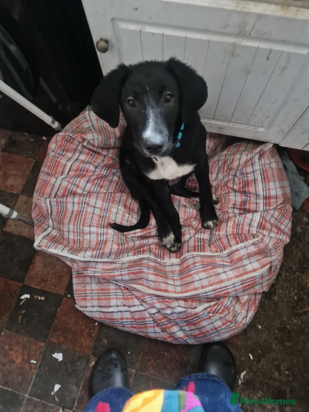 Mixed Breed dogs for adoption: Roonie 5 month Lab Cross  - Advert 7