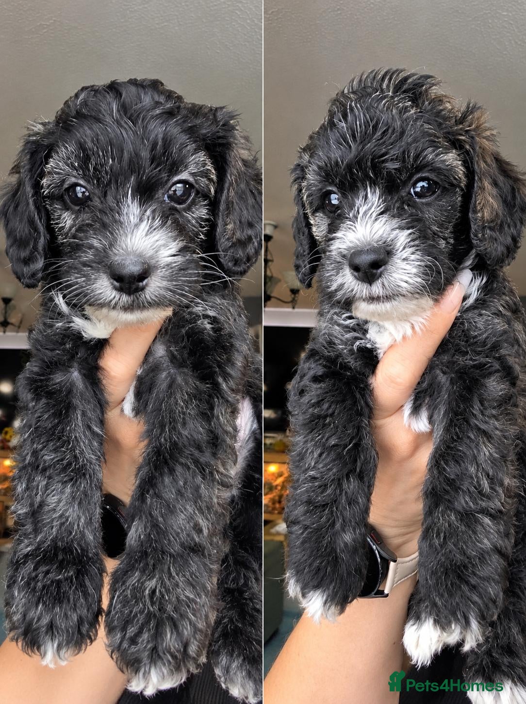 Yorkiepoo dogs  Brindle colour Yorkiepoo puppies - 2 left  - Advert 1