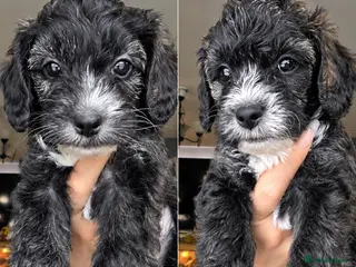 Yorkiepoo dogs Brindle colour Yorkiepoo puppies - 2 left - Advert 2