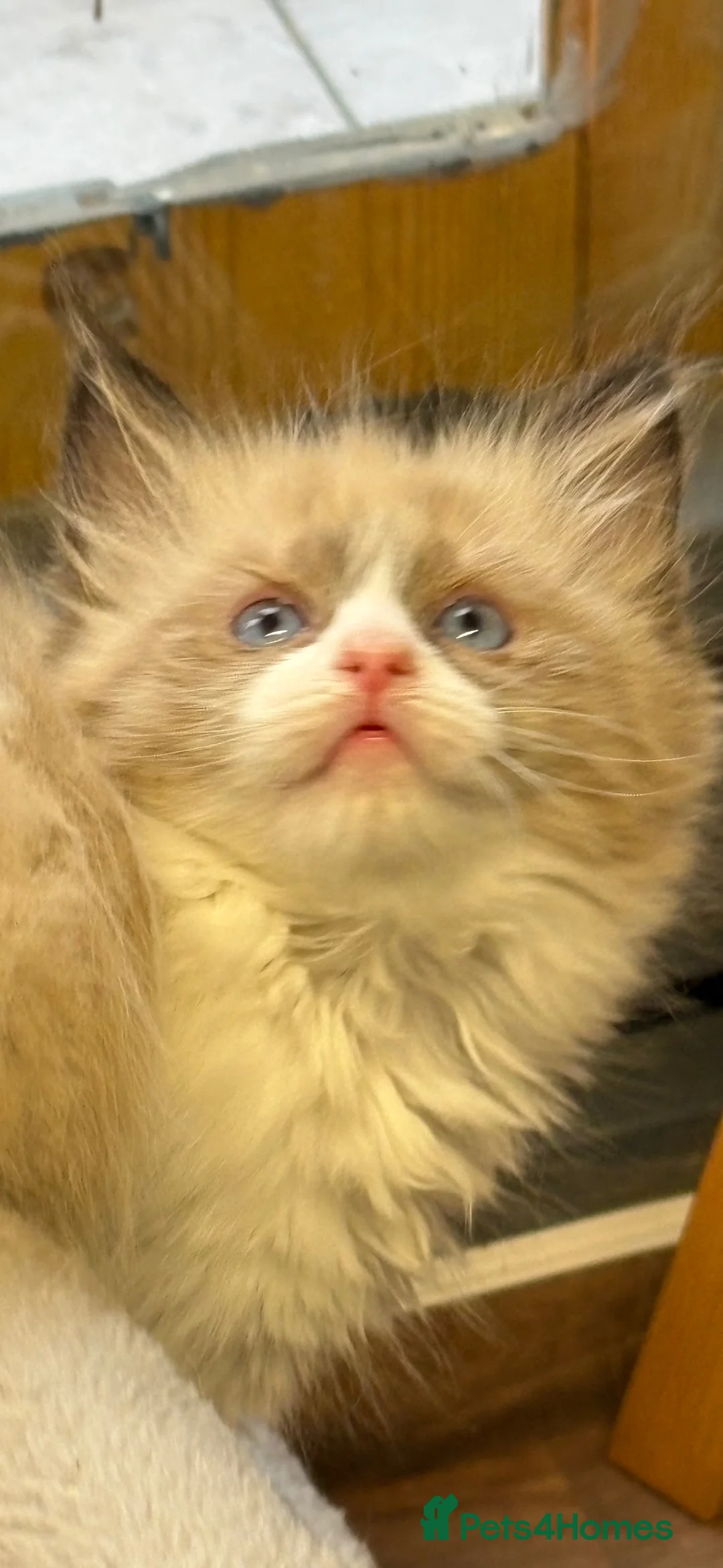 Ragdoll cats for sale: Beautiful Females Ragdoll Kittens  - Advert 1