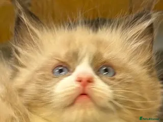 Ragdoll cats Beautiful Females Ragdoll Kittens - Advert 10