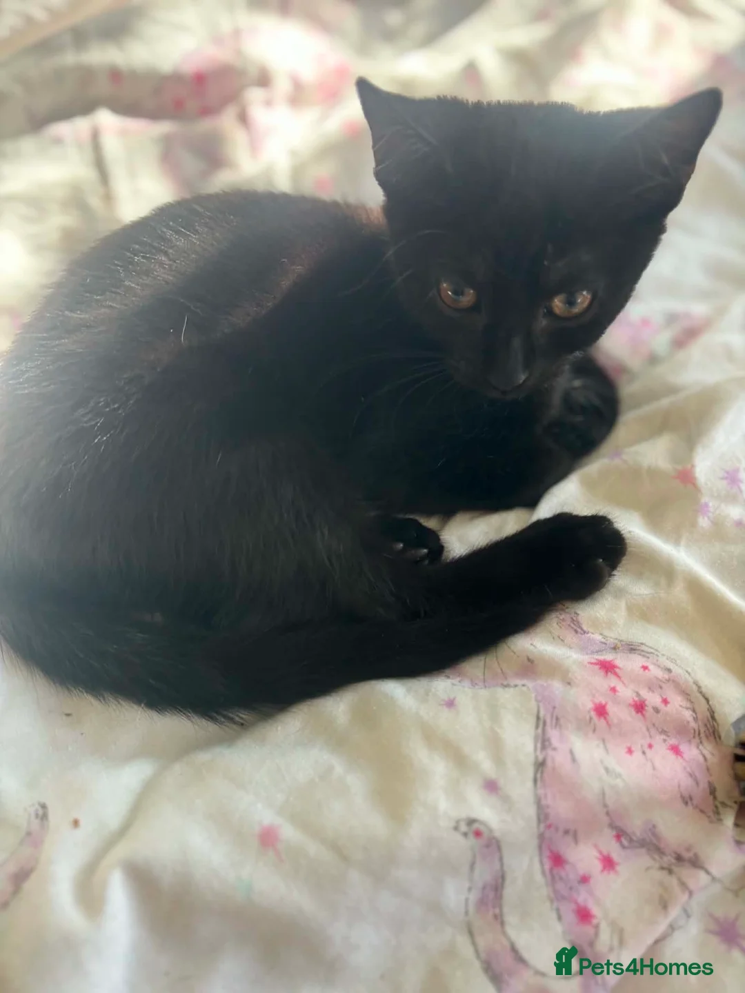 Mixed Breed cats for sale: Kittens  in Hayle - Advert 2