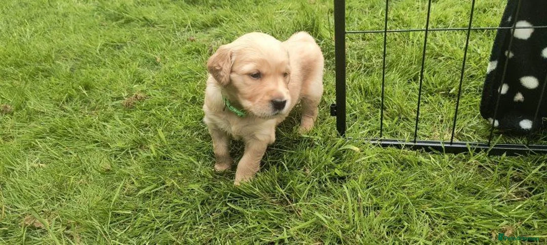 Golden Retriever dogs for sale:  Four Golden Hearts Looking for Their loving homes in Coventry - Advert 2