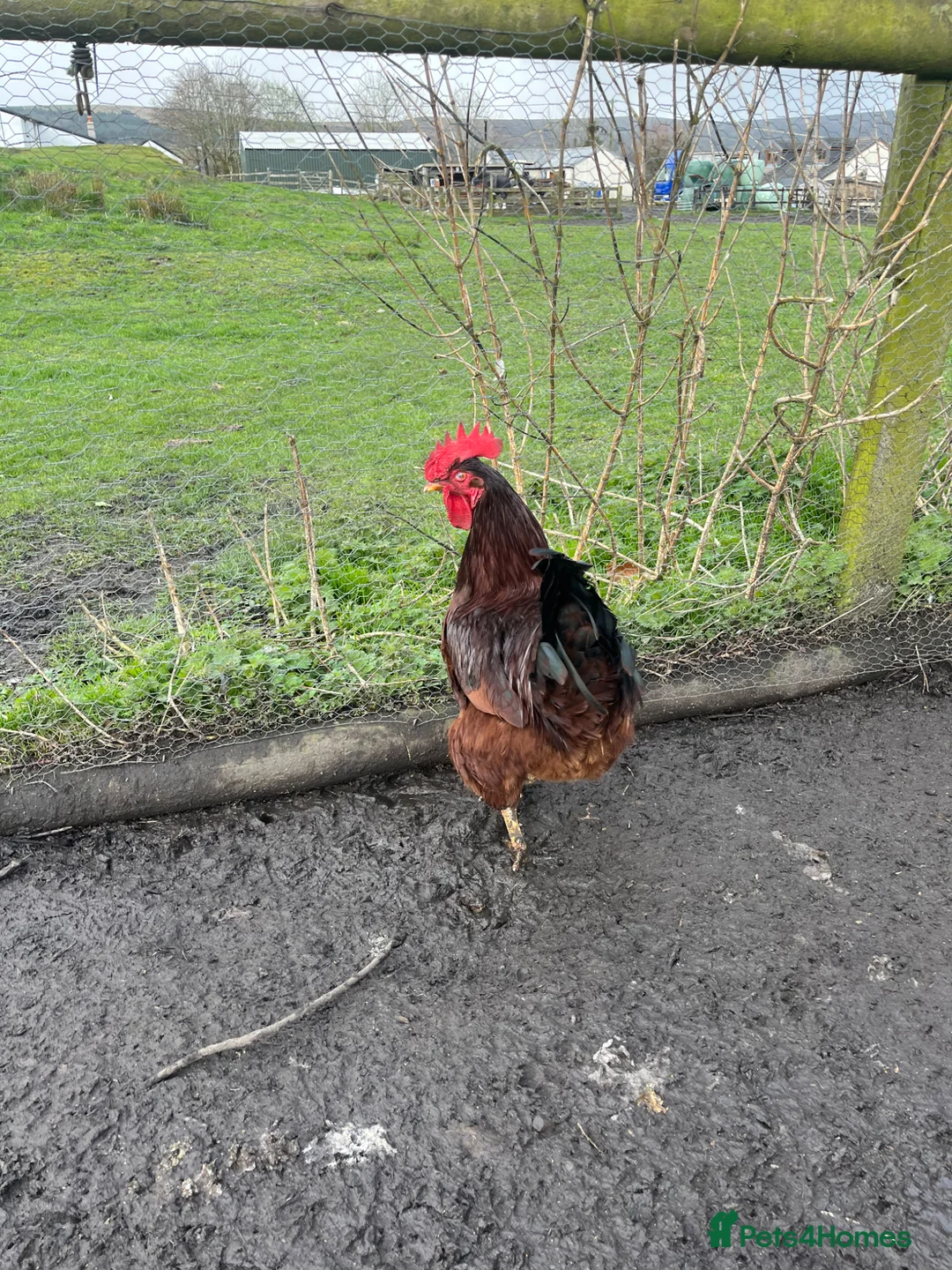 Chickens poultry for sale: Rhode Island red Cockrell one-year-old - Advert 1