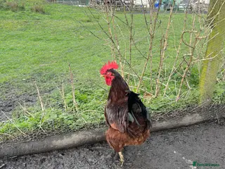 Chickens poultry Rhode Island red Cockrell one-year-old - Advert 2