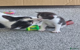 British Shorthair cats for sale: British Shorthair Mix Kittens  - Image 25