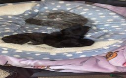 British Shorthair cats for sale: 1 Gorgeous Black kitten Remaining - Image 19
