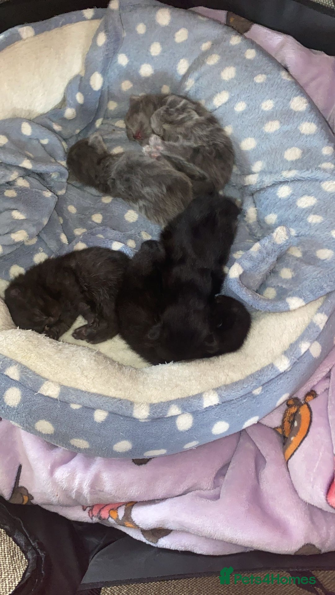 British Shorthair cats for sale: 1 Gorgeous Black kitten Remaining - Image 19