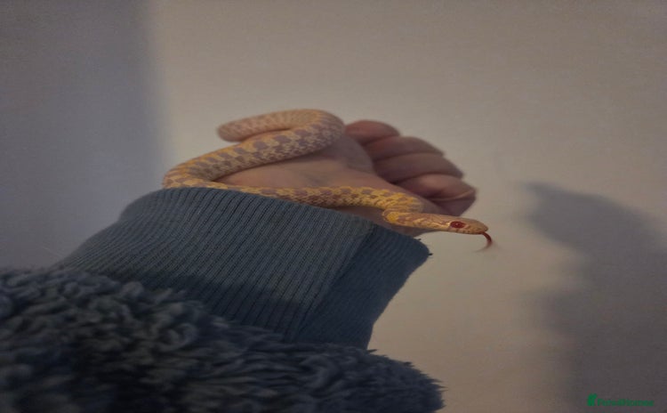 Garter Snake reptiles - Advert 1
