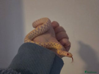 Garter Snake reptiles - Advert 2