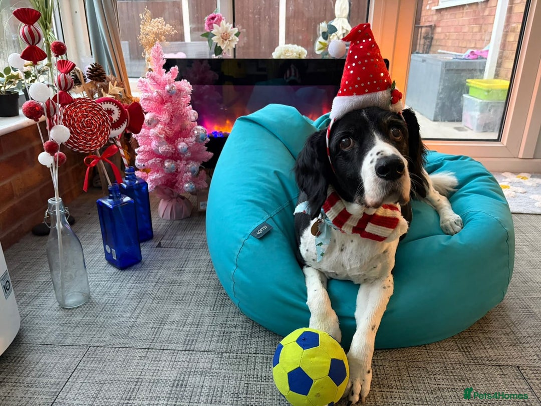 Mixed Breed dogs for adoption: 💙JAKE💙-A GOLDEN BOY WHO DESERVES PEACE, NOT LOSS - Advert 10