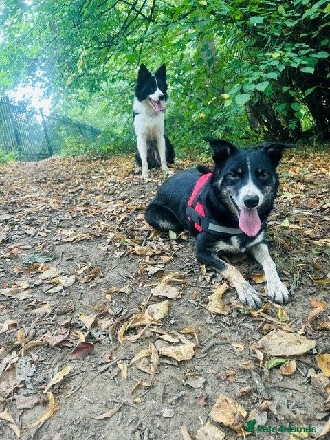 Border Collie dogs border coller puppy  - Advert 1