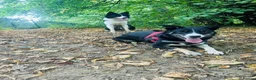 Border Collie dogs for sale: border coller puppy  - Advert 1