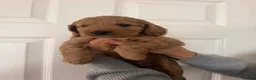 Cockapoo dogs for sale: Beautiful Cockapoo Puppies - Advert 4