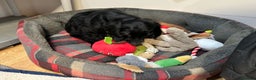 Cocker Spaniel dogs for sale: Handsome 4 month old black boy - Advert 3