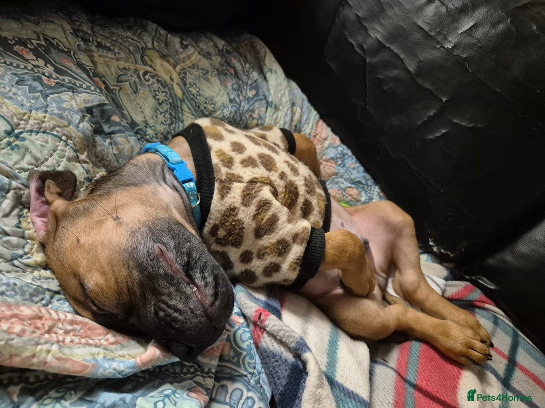 Mixed Breed dogs for sale: Bullmastiff x puppies 🐶  - Advert 40