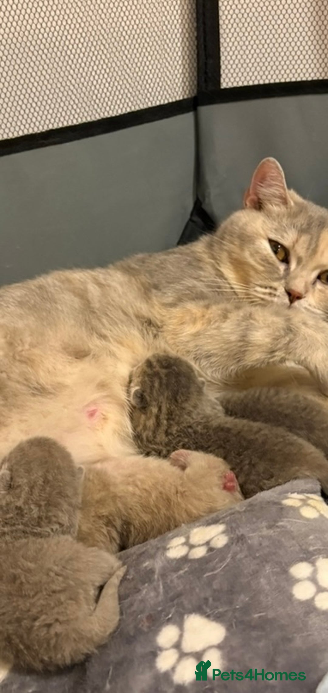 British Shorthair cats for sale: Champion British short hair chunky kittens*unique* - Image 9