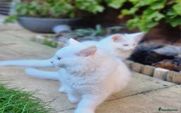 Mixed Breed cats for sale: Cute kittens - Image 14