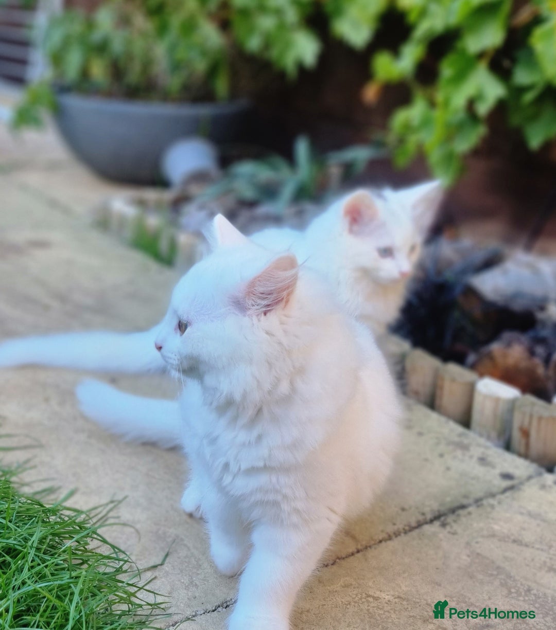 Mixed Breed cats for sale: Cute kittens - Image 14