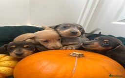 Dachshund dogs for sale: 6 beautiful dachshund puppies  - Image 7