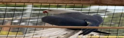 Ringnecks birds for sale: 2 MALES proven breeders mutation ringneck  - Advert 7
