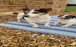 Jack Russell dogs for sale: Jackrussel pup - Advert 1