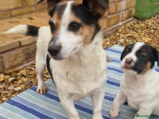 Jack Russell dogs for sale: Jackrussel pup - Advert 1
