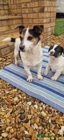 Jack Russell dogs Jackrussel pup - Advert 1