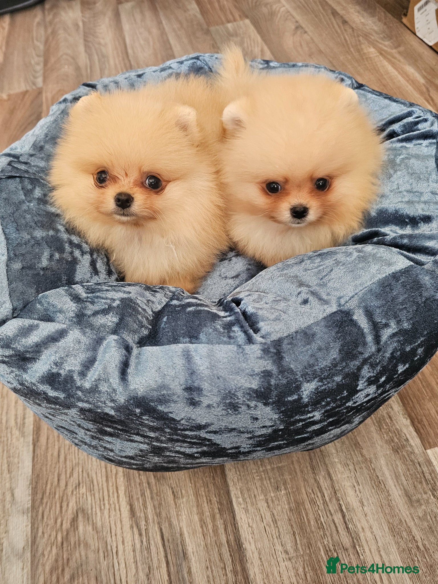 Pomeranian dogs for sale: Pom puppies - Advert 3