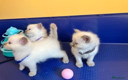 Ragdoll cats for sale: GCCF registered ChampionBloodline 5GENpedigree BSH - Image 17