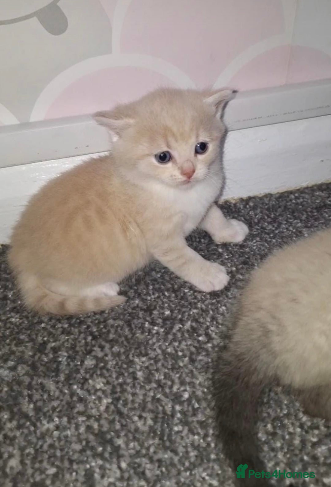 British Shorthair cats for sale: Luna’s Litter 🩶 - Image 19