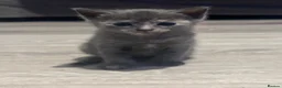 British Shorthair cats for sale: Stunning british short hair kittens 🐱  - Advert 27