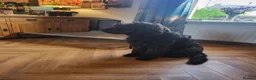 Mixed Breed dogs for adoption: ARTIE  - Advert 3