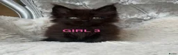 Maine Coon cats for sale: ONLY 2 LEFT SHOW QUALITY MAINE COON KITTENS - Advert 6