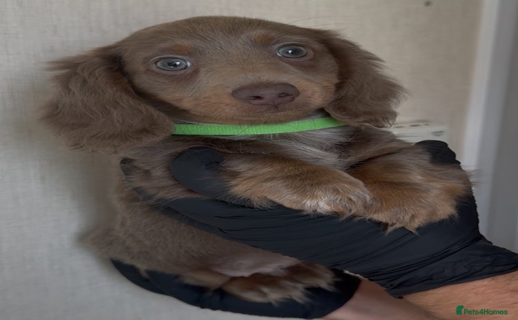 Miniature Dachshund dogs - Advert 7