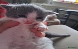 Domestic Shorthair cats for sale: Beautifull Russian blue X   - Image 4