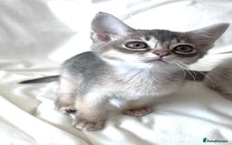 Burmese cats for sale: Stunning Show Quality Kittens - Image 4