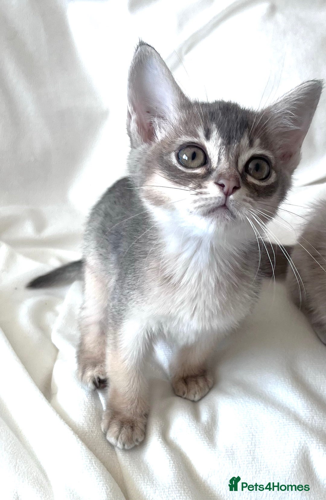 Burmese cats for sale: Stunning Show Quality Kittens - Image 4