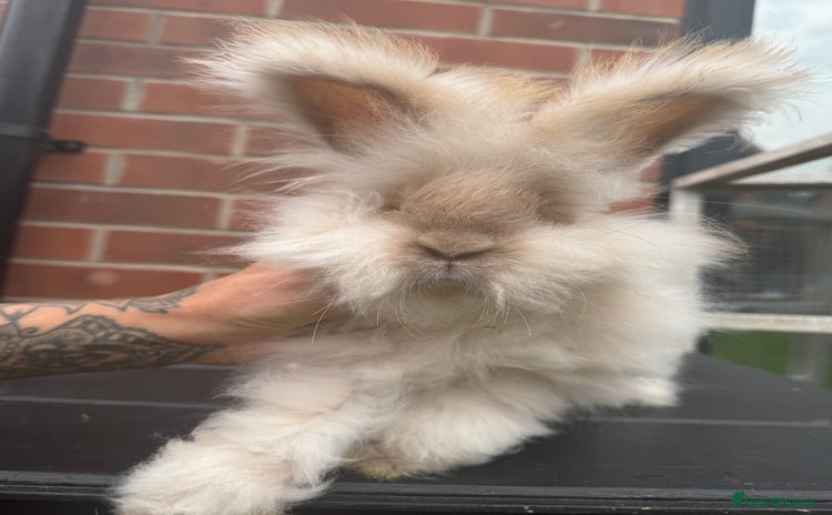 Angora rabbits - Advert 4