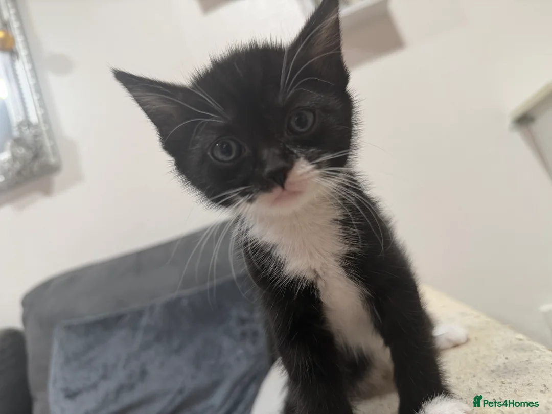 American Shorthair cats for sale: 5 beautiful kittens for sale  - Advert 10