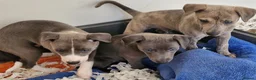 Whippet dogs for sale: Beautiful Whippet Puppies. - Advert 3