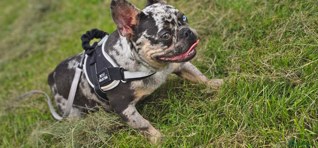 French Bulldog dogs for sale: French bulldog puppies  - Advert 14