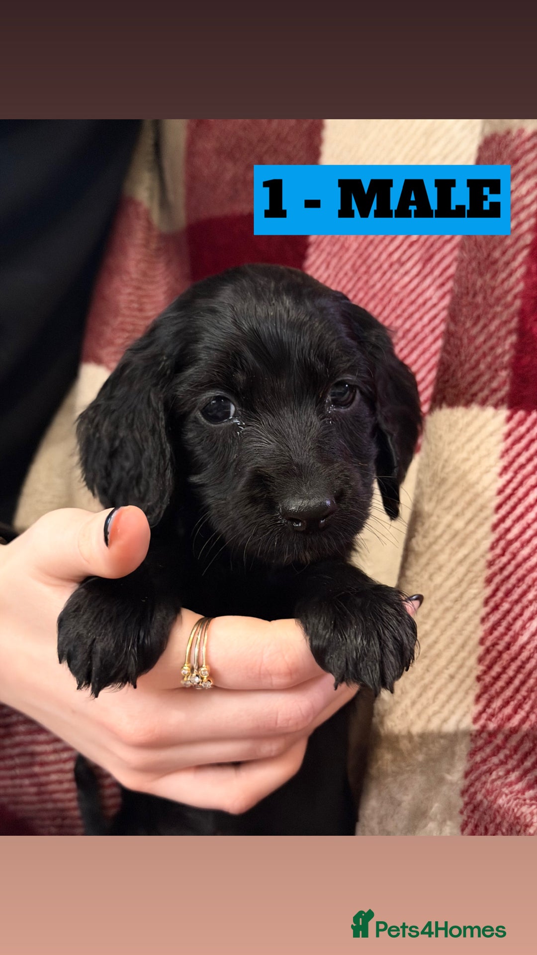 Cockapoo dogs for sale: BEAUTIFUL F2 COCKAPOO PUPPIES - 4 BOYS AND 4 GIRLS - Advert 5