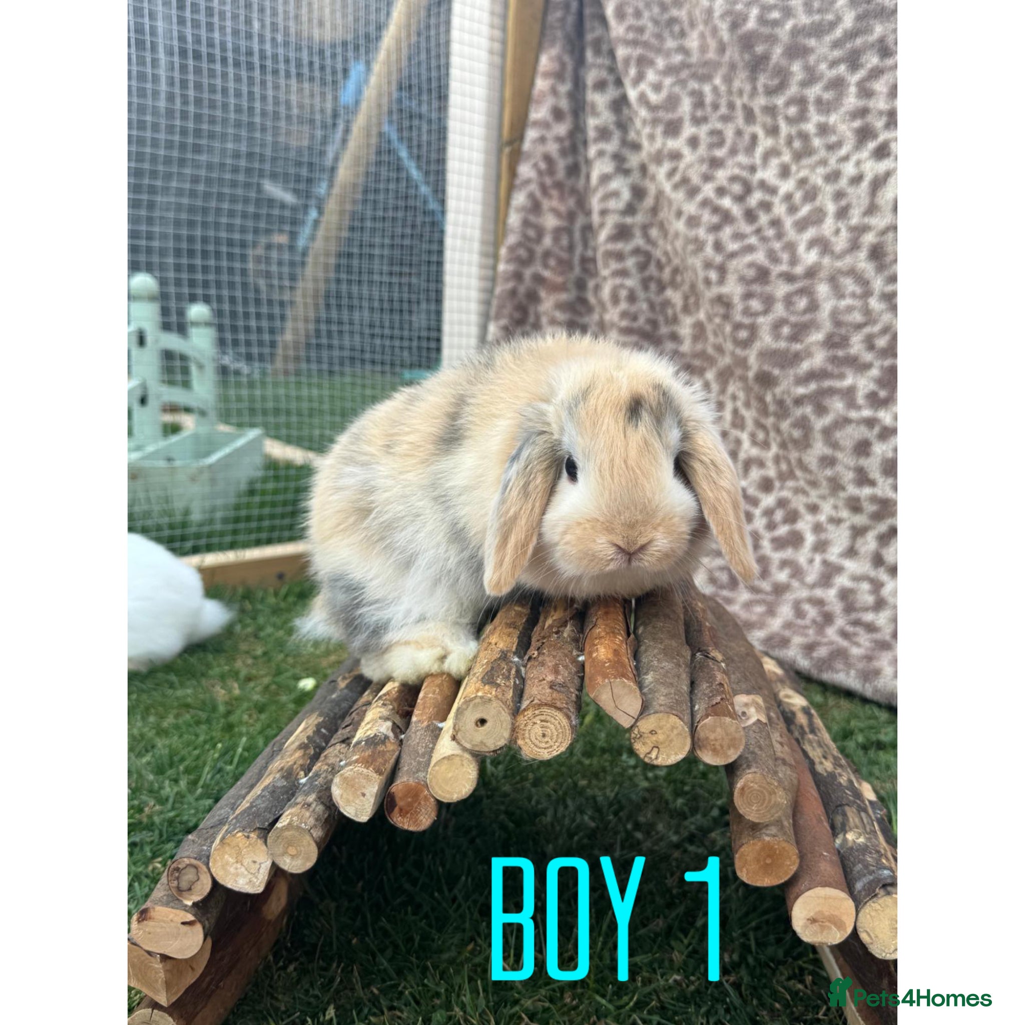 Mini Lop rabbits Beautiful mini lop babies - Advert 2