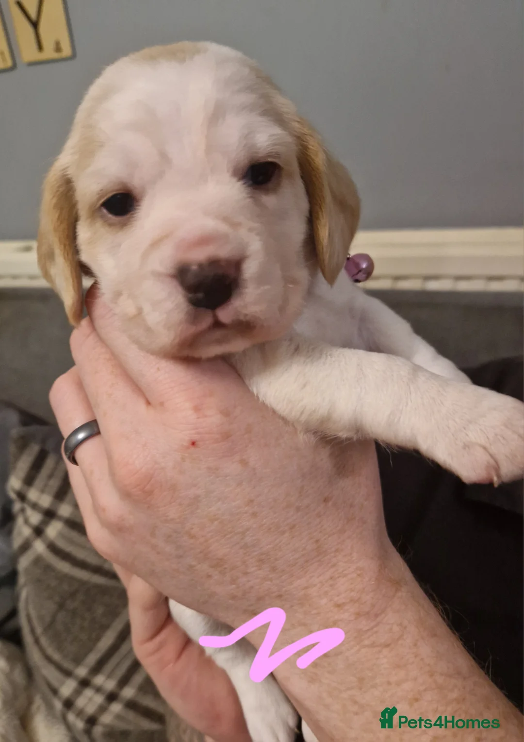 Beagle dogs for sale: Beagle Babies - Advert 9