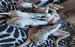 Dalmatian dogs for sale: Dalmation Puppies For Sale - Advert 18