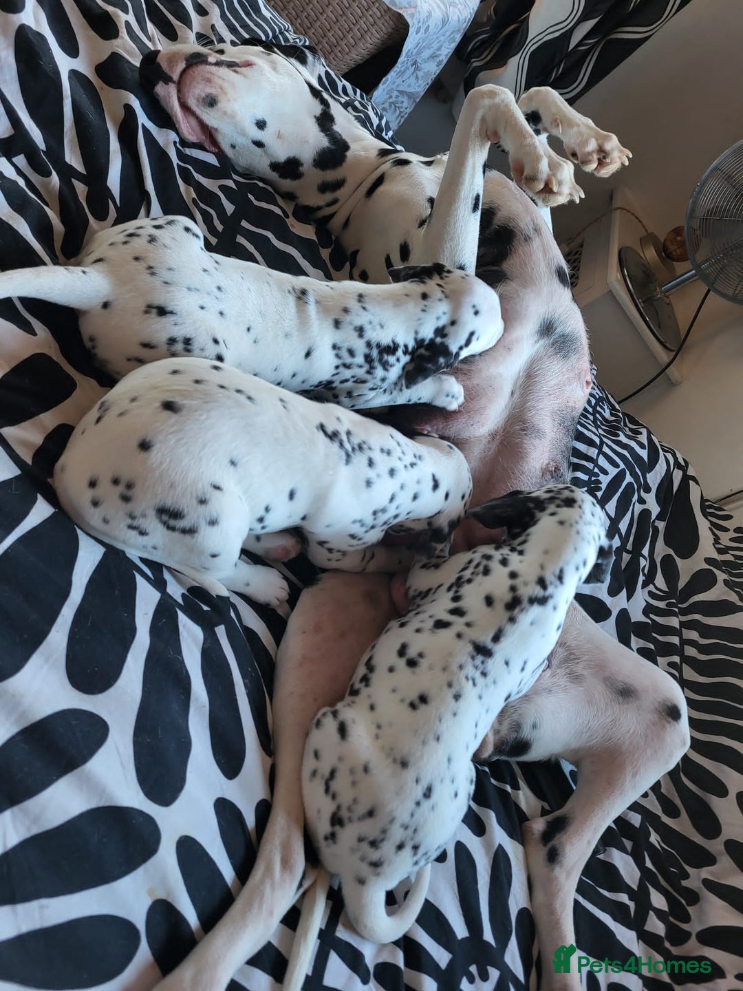 Dalmatian dogs for sale: Dalmation Puppies For Sale - Advert 18