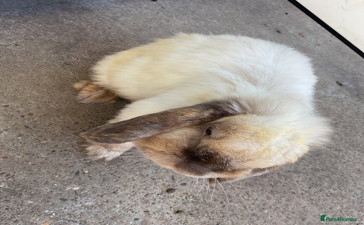 English Lop rabbits - Advert 1