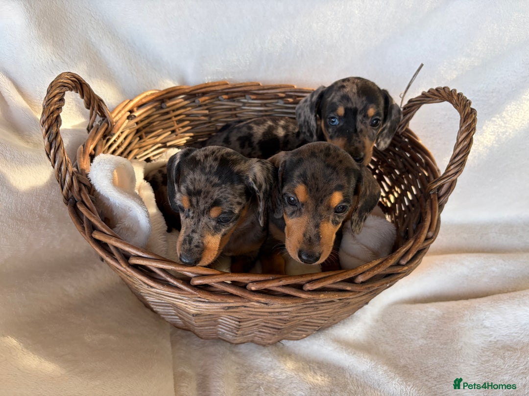 Miniature Dachshund dogs for sale: Miniature Dachshund Puppies - Image 3
